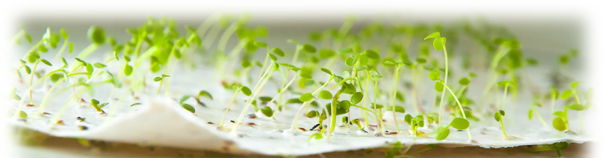 Ростки из бумаги CardStory